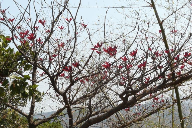 mahua liquor