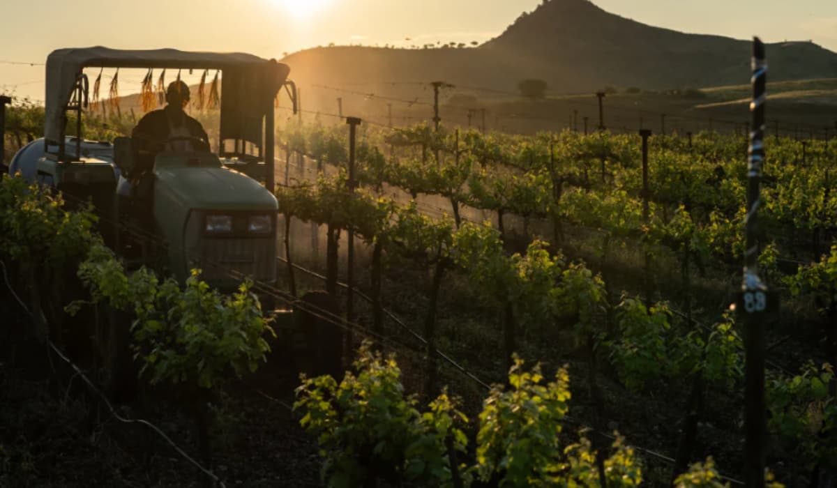 Grover Zampa Winery Tour Guide