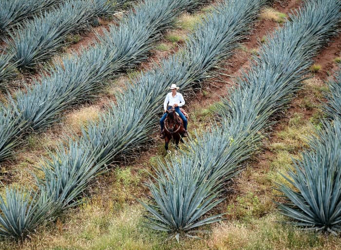 Blanco vs Reposado Tequila